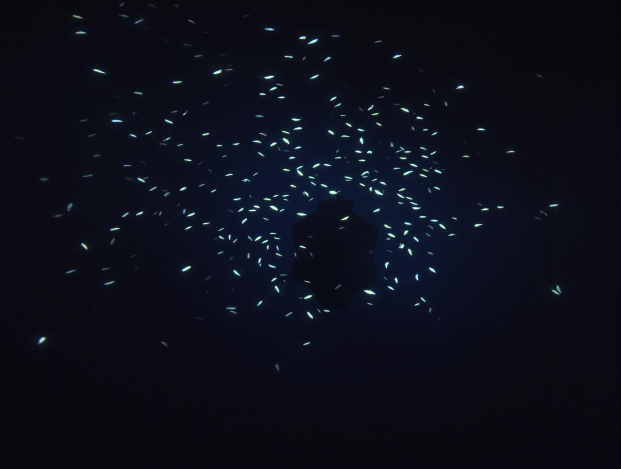 雨林影视纪录片:深海探秘观后感分享