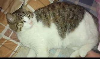 吃瓜群众视频猫咪